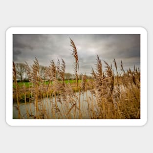 River side reeds in the Norfolk Broads National Park Sticker